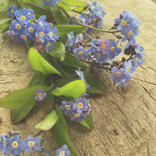Wild and Edible Flowers