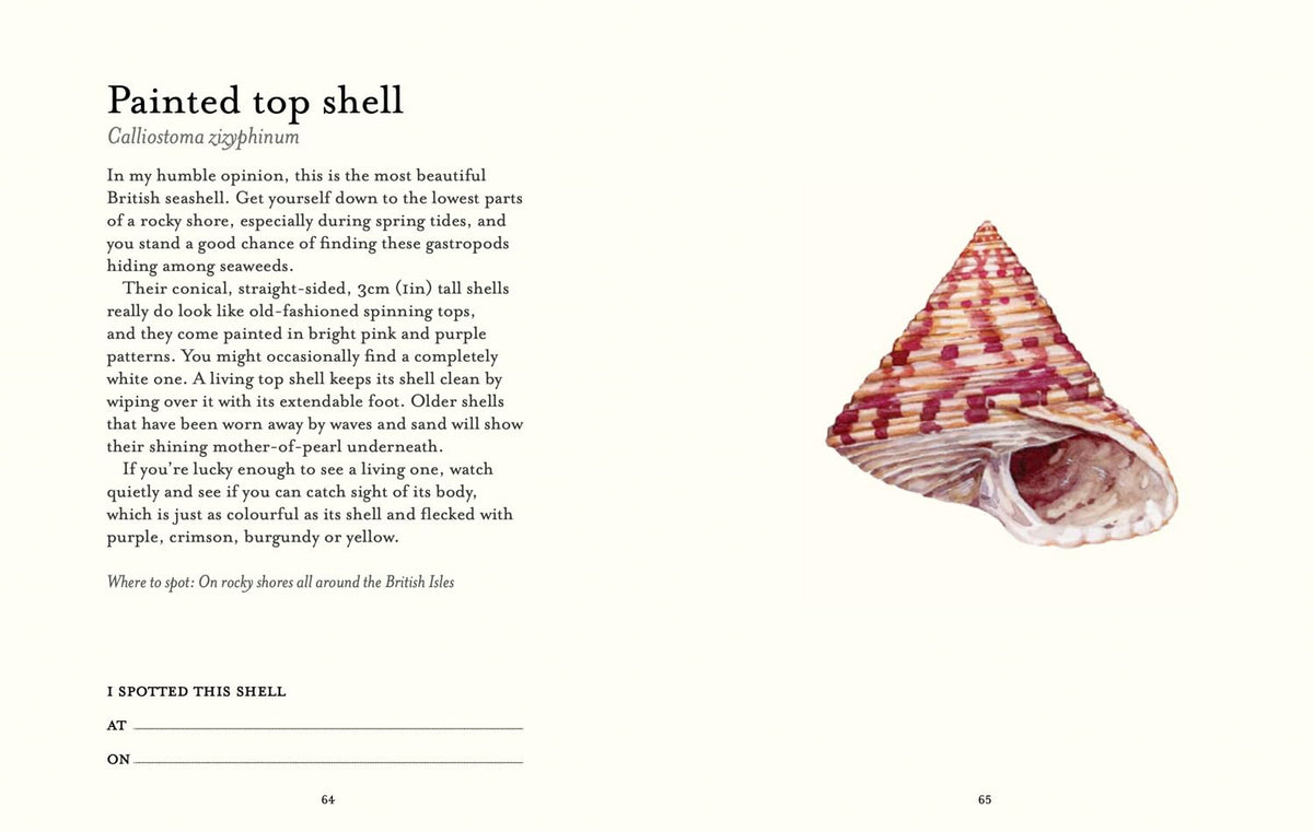 Shell Spotters Guide
